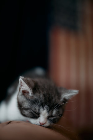 cute kiitten sleeping in houseの写真素材