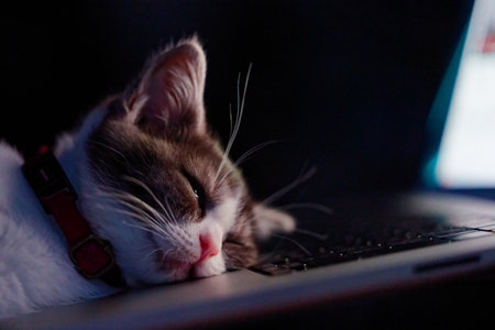 cute kitten by the laptopの写真素材