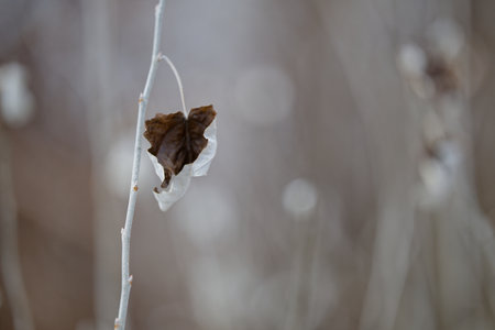 dead grass in winter hokkaidoの写真素材