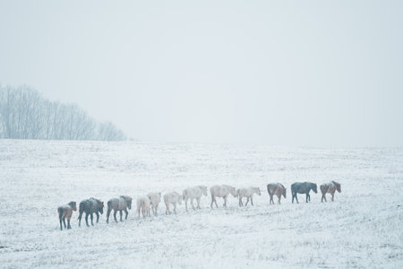 dosanko horse in winter pastureの写真素材