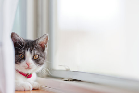 cute kitten near the windowの写真素材