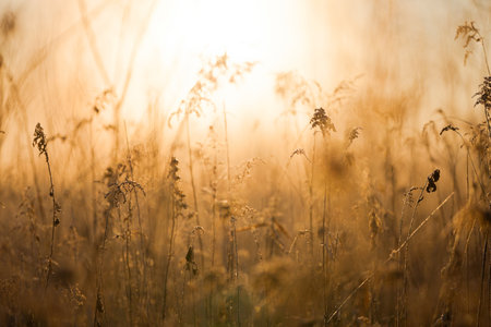 dead grass in winter hokkaidoの写真素材