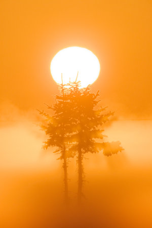 cold mist and dead tree in winter morningの写真素材