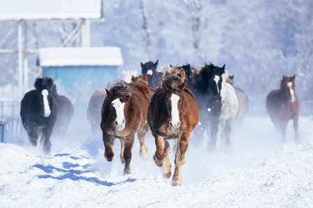 running horse in winter hokkaidoの写真素材