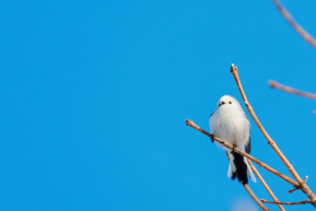 long tailed tit in winterの写真素材