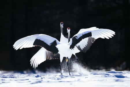 crane in winter hokkaido Japan