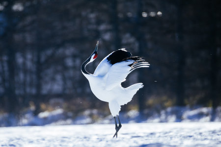 crane in winter hokkaido Japanの写真素材