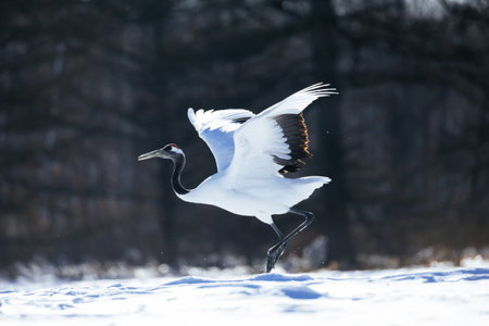 Crane flapping its wings in winter hokkaidoの写真素材