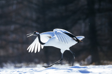 Crane flapping its wings in winter hokkaidoの写真素材
