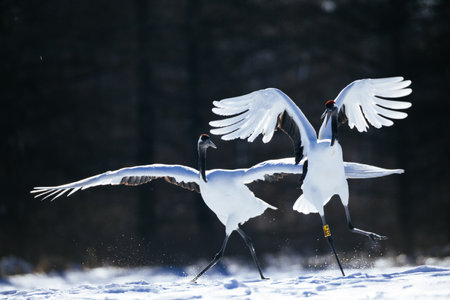 crane in winter hokkaido Japanの写真素材