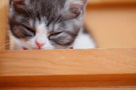 cute kitten near the windowの写真素材