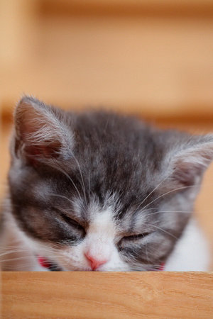 cute kitten near the window