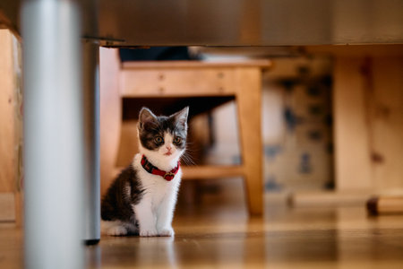 cute kitten under the tableの写真素材