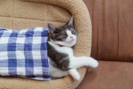 close up cat lying down
