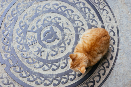 stray cat in okinawa Japanの写真素材