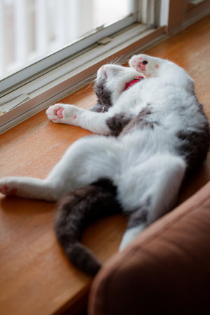 cat sleeping on its backの写真素材