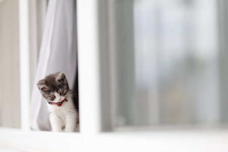 kitten peeking out of the windowの写真素材