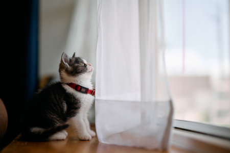 cute kitten near the windowの写真素材