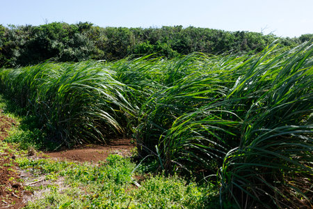 sugar cane field in okinawaの写真素材