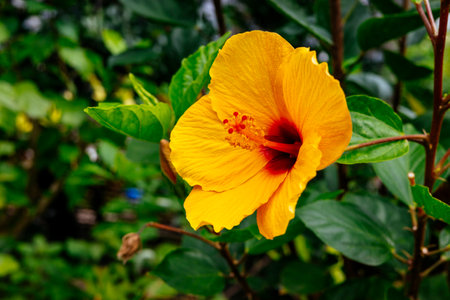 hibiscus flower in ishigaki island