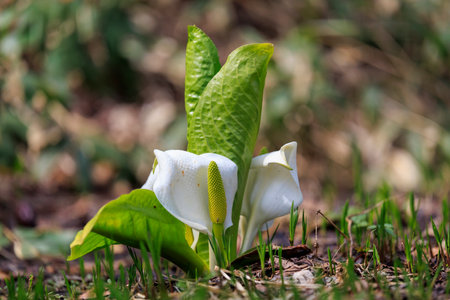skunk cabbage in spring hokkaidoの写真素材