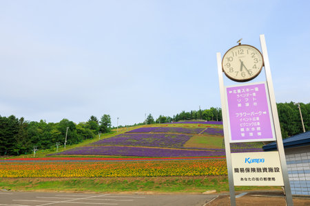 lavender garden and furano cityの写真素材
