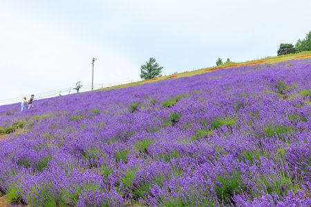lavender garden and furano cityの写真素材