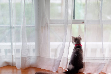 cute kitten near the windowの写真素材