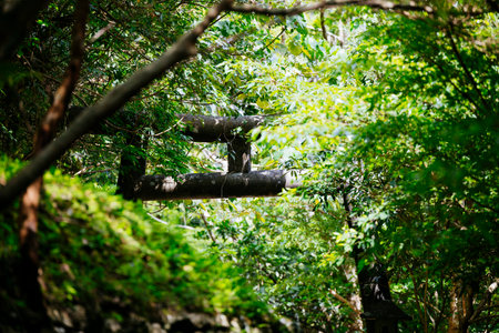 old torii and forest in okinawaの写真素材