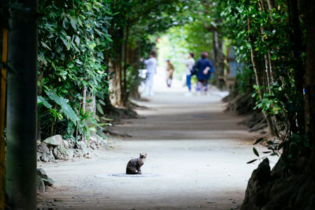 Fukugi tree lined road in Okinawaの写真素材