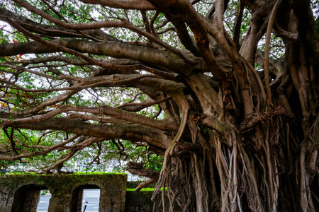 Banyan tree in sougen templeの写真素材