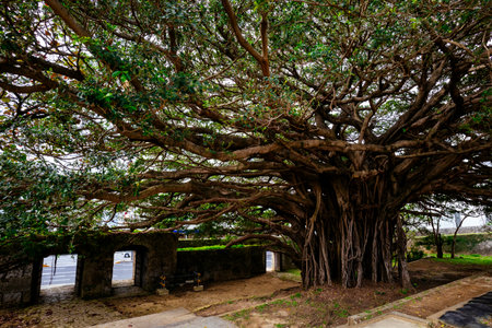 Banyan tree in sougen templeの写真素材
