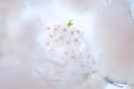 close up cherry blossom petalsの写真素材