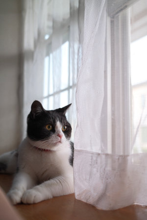 one cat near the windowの写真素材