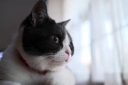 one cat near the windowの写真素材