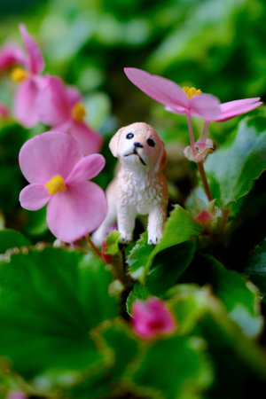 close up flower and dog figureの写真素材