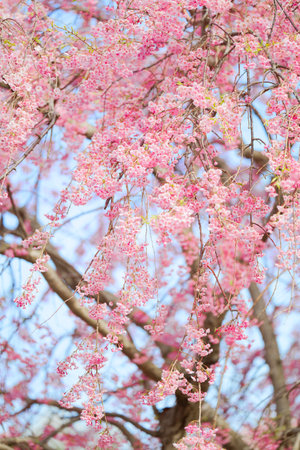 weeping cherry tree in springの写真素材