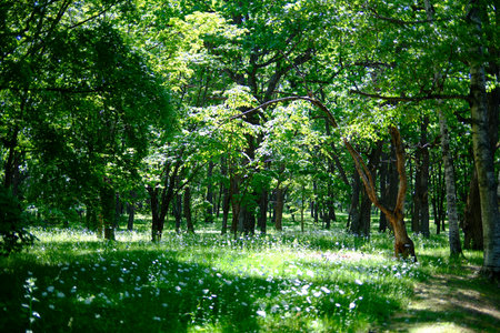 park forest in summer hokkaido