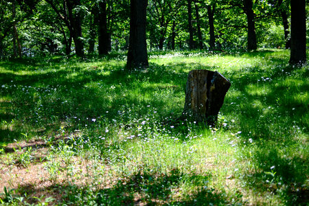 park forest in summer hokkaido