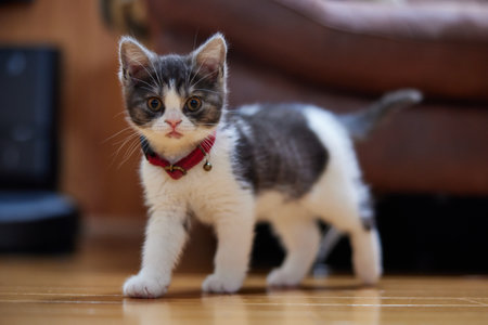 walking cute munchkin kitten in Japan