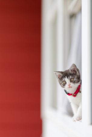 kitten peeking out of the window