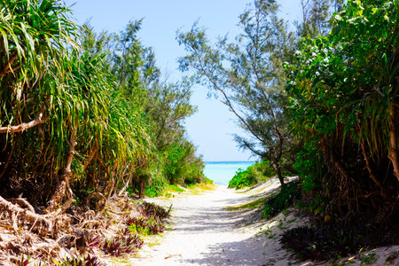 road to the sea in yoron island