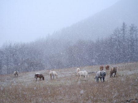 dosanko horse in winter pastureの写真素材