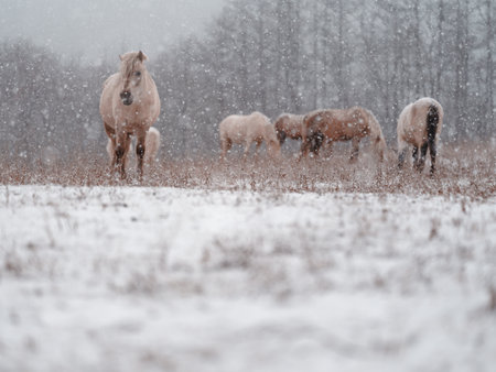 dosanko horse in winter pastureの写真素材