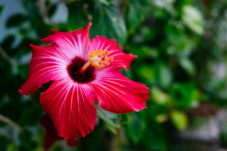 Hibiscus blooming in the city areaの写真素材