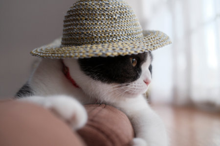 cat wearing a straw hatの写真素材