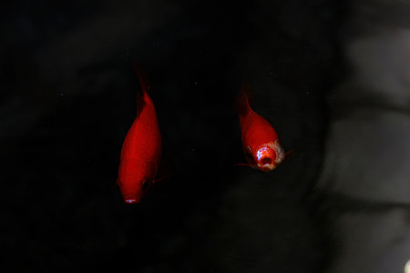 small goldfish in dark pondの写真素材