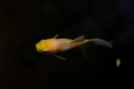 small goldfish in dark pond
