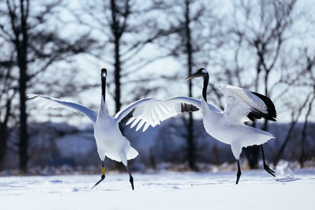 crane in winter hokkaido Japanの写真素材