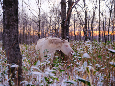 dosanko horse in winter pastureの写真素材